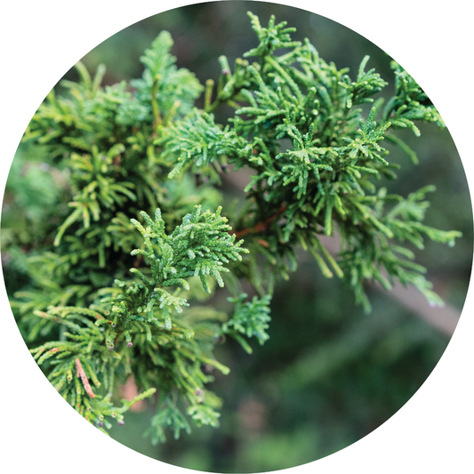 Cypress, Hinoki - Essential Oil