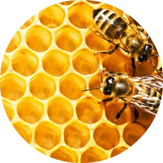 Honeycomb - Absolute