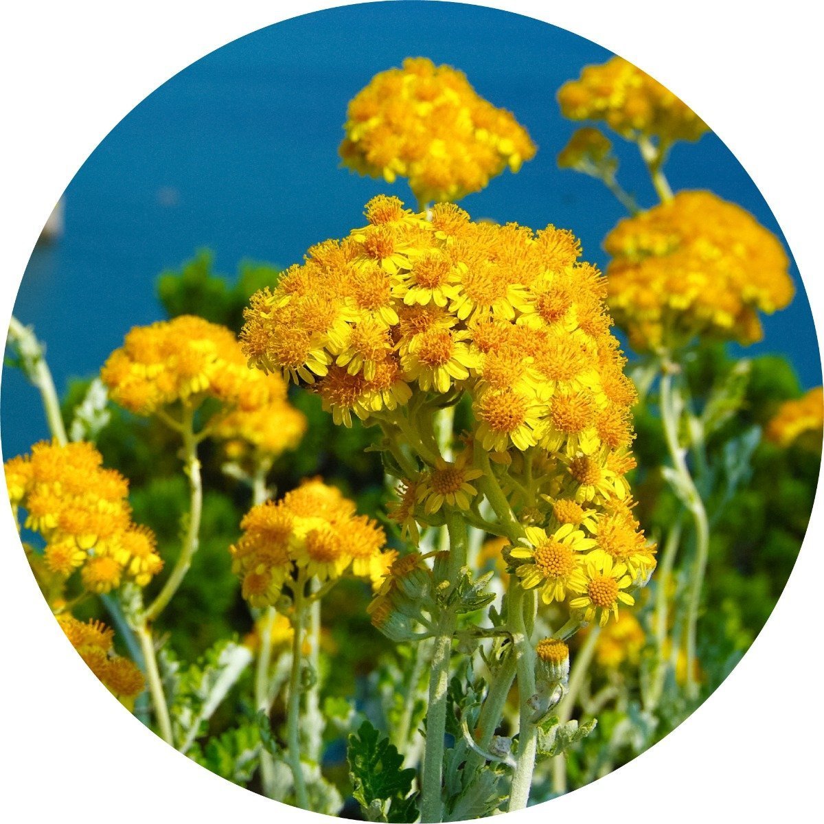 Immortelle - Essential Oil