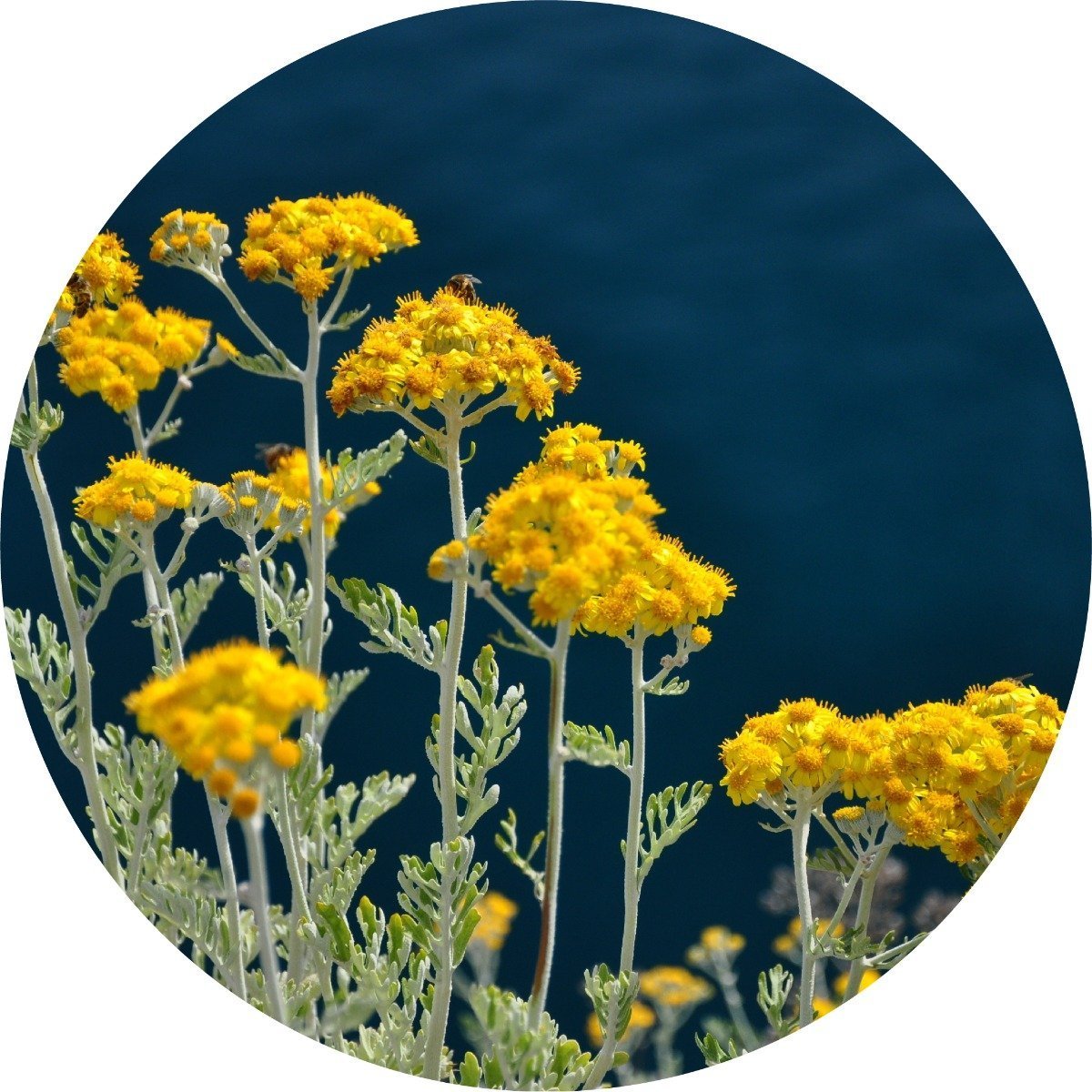 Immortelle - Essential Oil