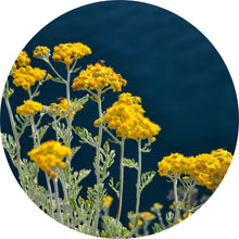 Load image into Gallery viewer, Immortelle Essential Oil