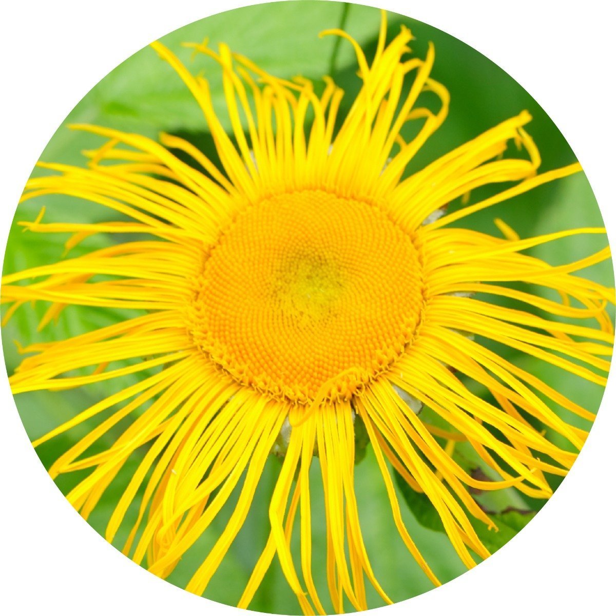 Inula - Essential Oil