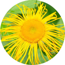 Load image into Gallery viewer, Inula Essential Oil
