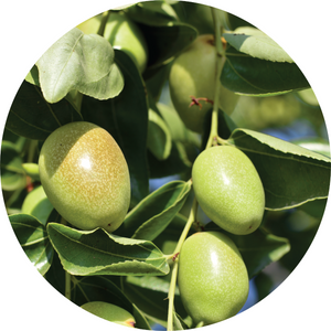 Jojoba - Organic Carrier Oil