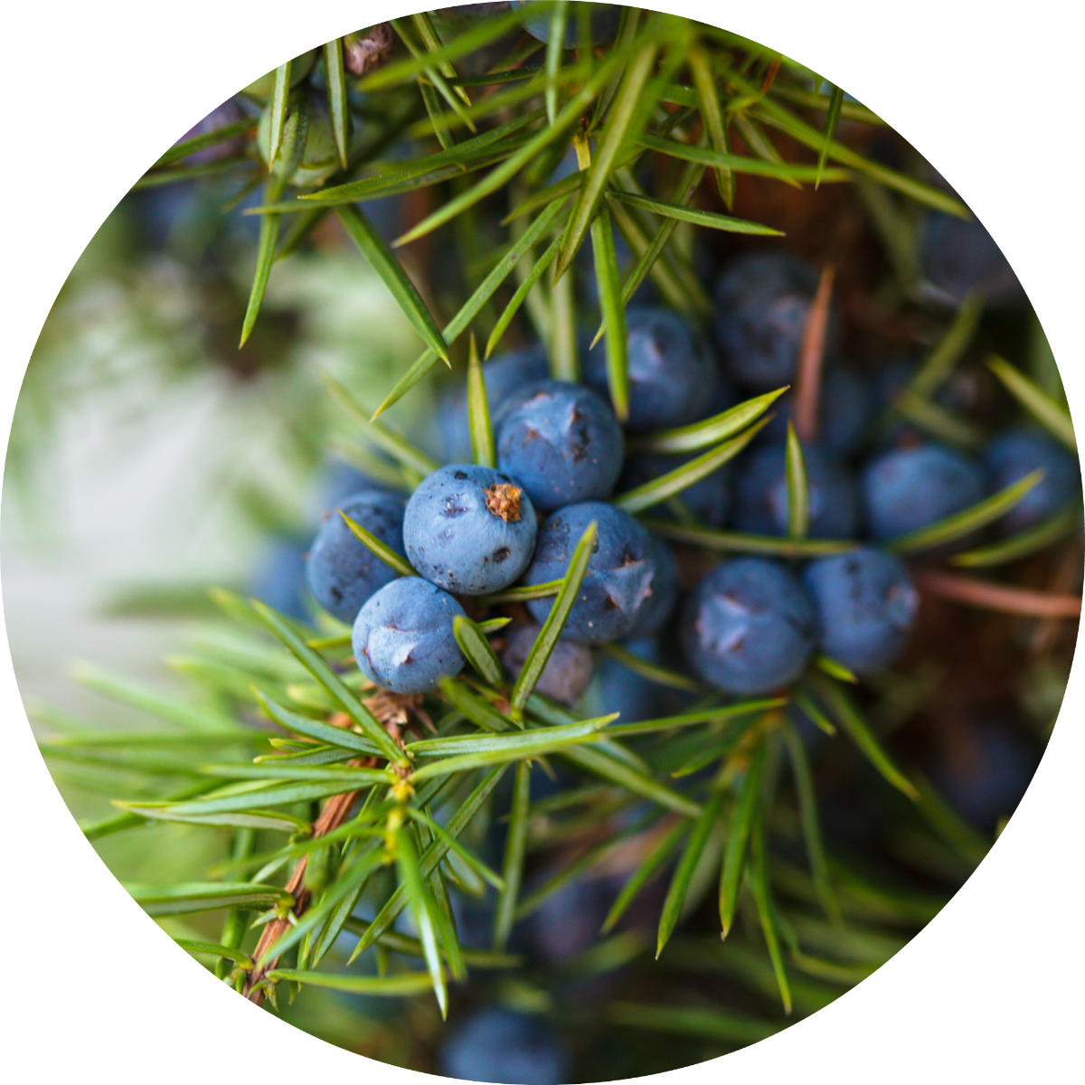 Juniper Berry - Essential Oil