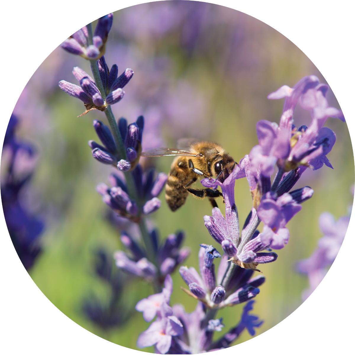 Lavender - Essential Oil