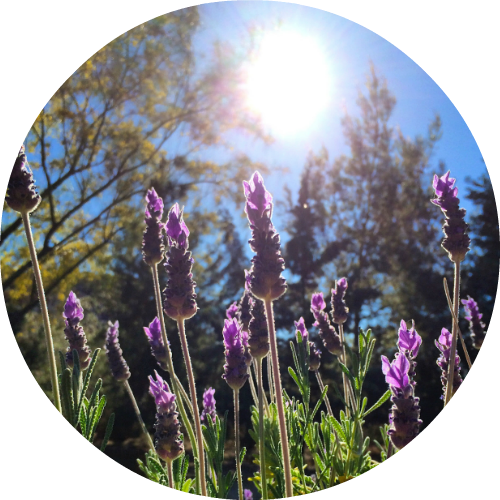 Lavender, Alpine - Essential Oil