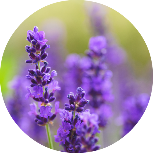 Lavender - Absolute