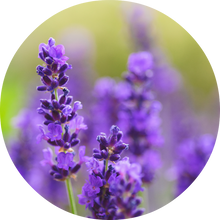 Load image into Gallery viewer, Lavender Absolute