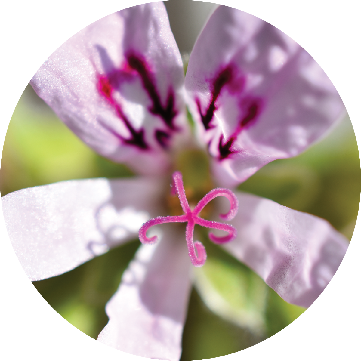 Geranium, Lemon Essential Oil