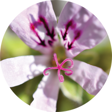 Load image into Gallery viewer, Geranium, Lemon Essential Oil