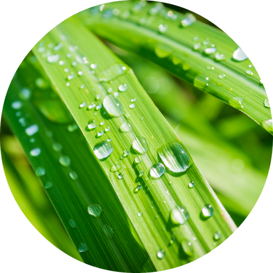 Lemongrass - Essential Oil