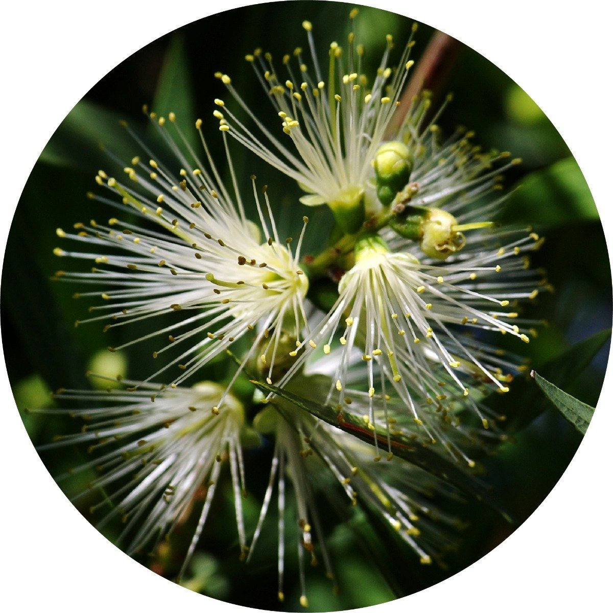 Myrtle, Lemon - Essential Oil