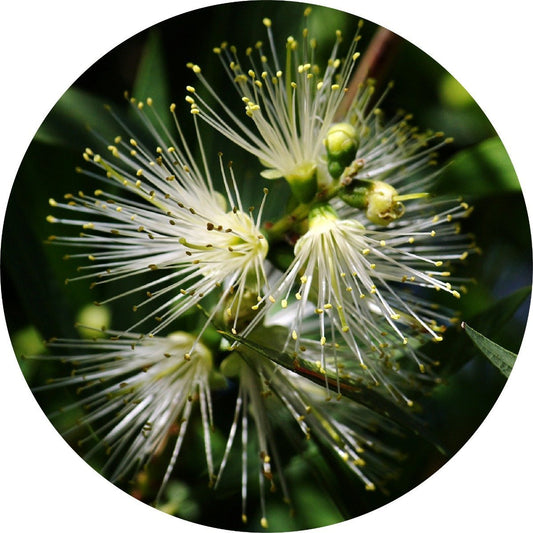 Myrtle, Lemon - Essential Oil