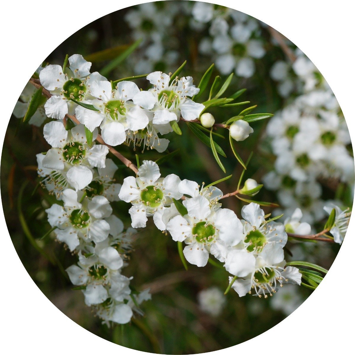 Lemon Tea Tree - Essential Oil