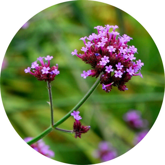 Verbena, Lemon - Essential Oil