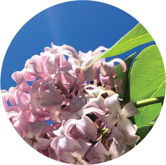 Lilac - Essential Oil
