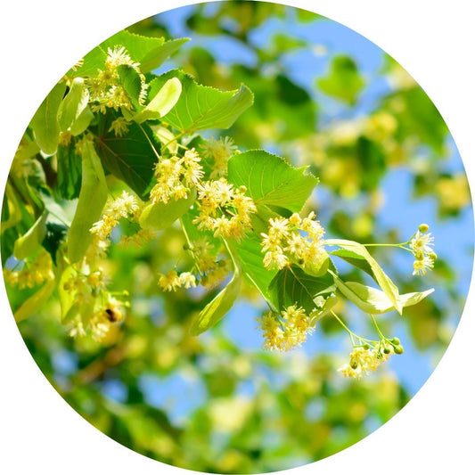 Linden Blossoms - Essential Oil
