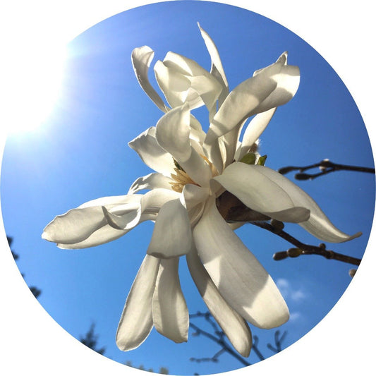 Magnolia Flower - Essential Oil