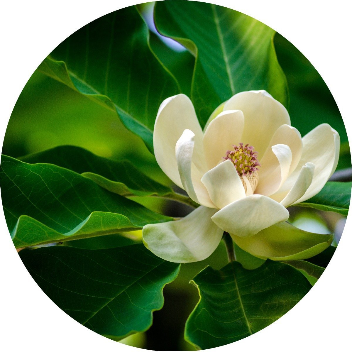 Magnolia Leaf Essential Oil