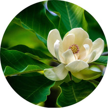Load image into Gallery viewer, Magnolia Leaf Essential Oil