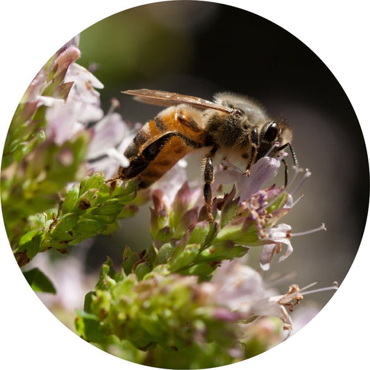 Marjoram - Essential Oil