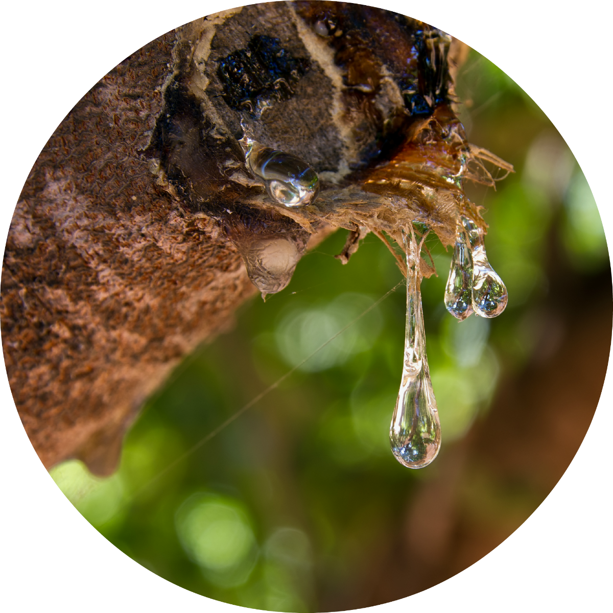 Mastic - Essential Oil