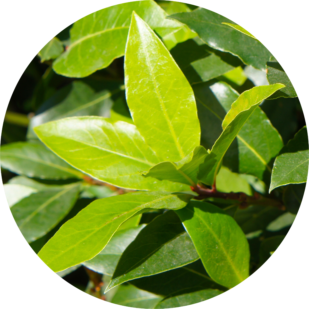 Moena - Essential Oil