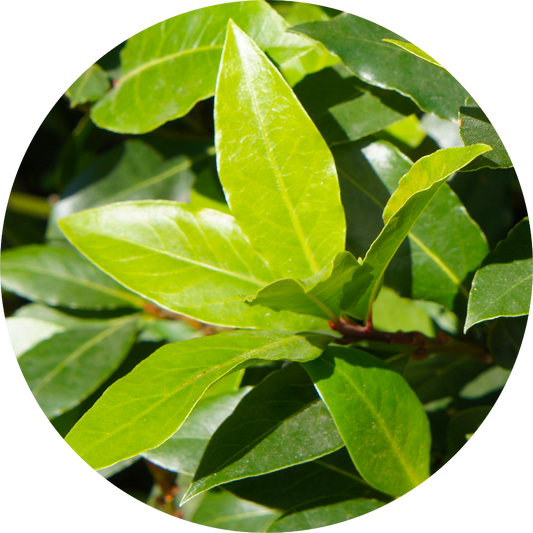 Moena - Essential Oil
