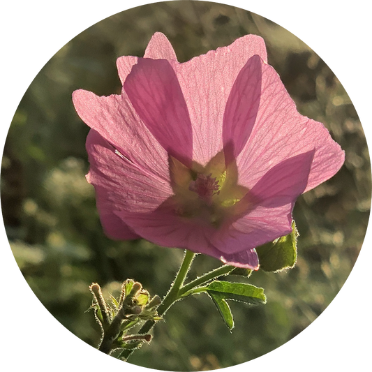 Musk Mallow - Essential Oil