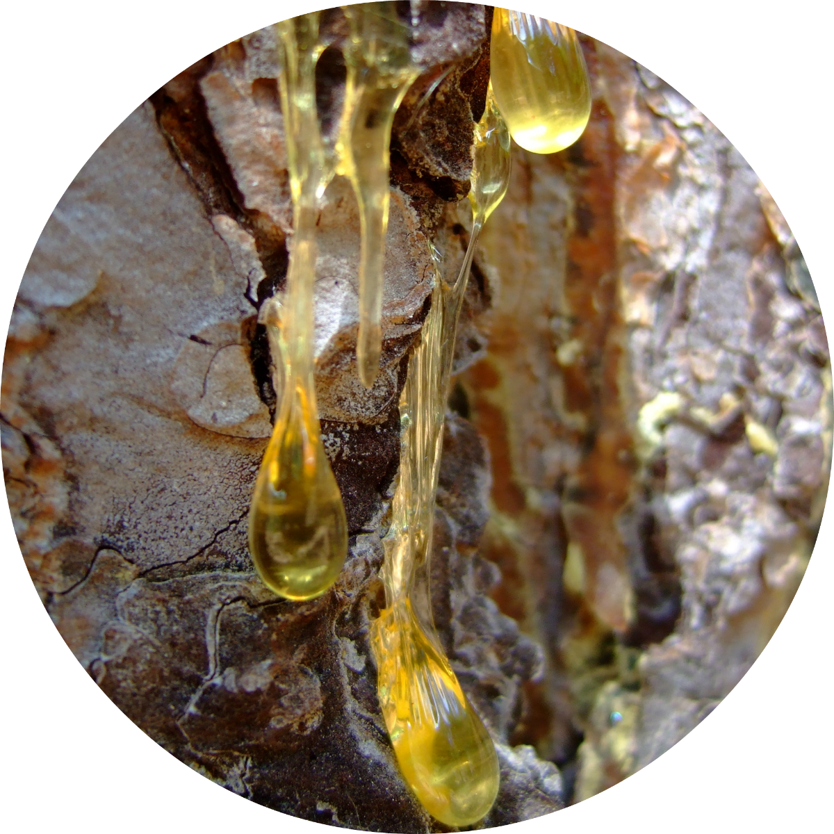 Myrrh - Essential Oil