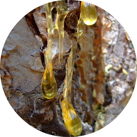 Myrrh - Essential Oil