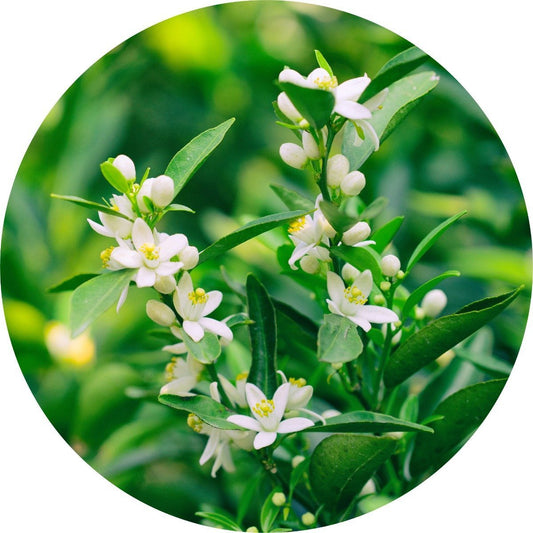 Neroli - Essential Oil