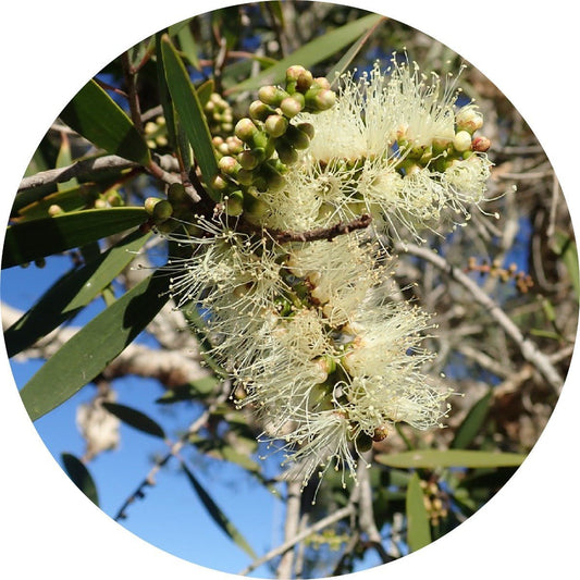 Niaouli - Essential Oil