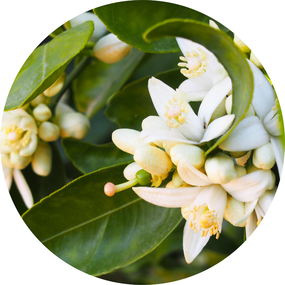 Orange Blossom - Absolute