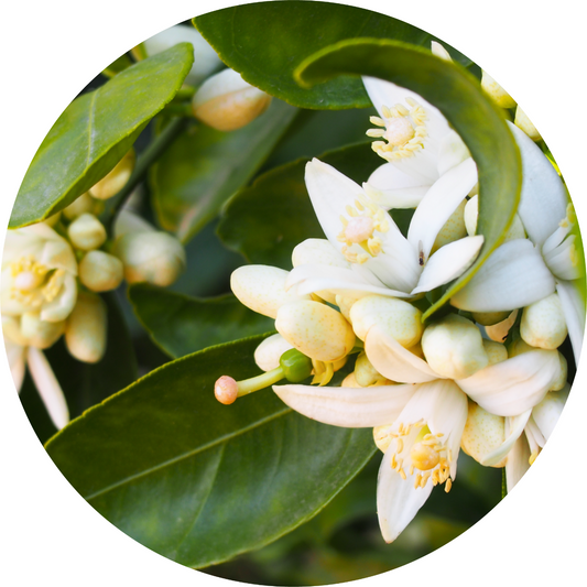 Orange Blossom - Absolute