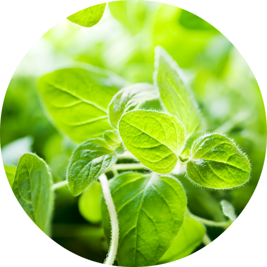 Oregano - Essential Oil