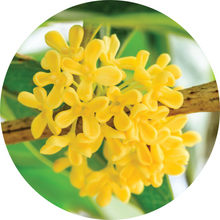 Load image into Gallery viewer, Osmanthus Absolute