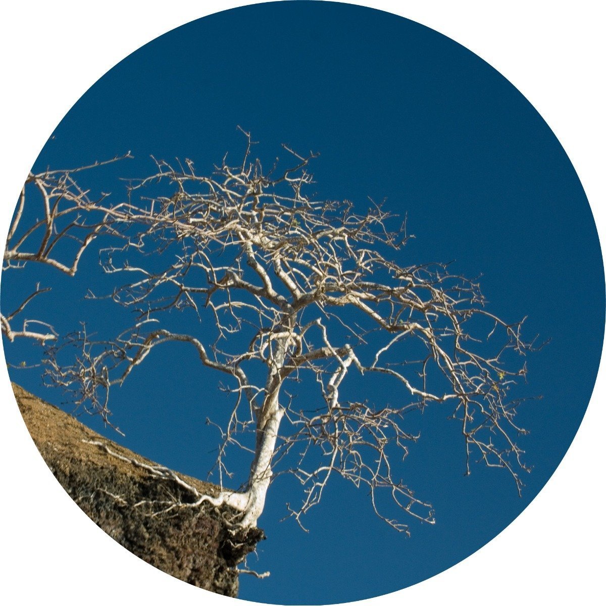 Palo Santo - Essential Oil