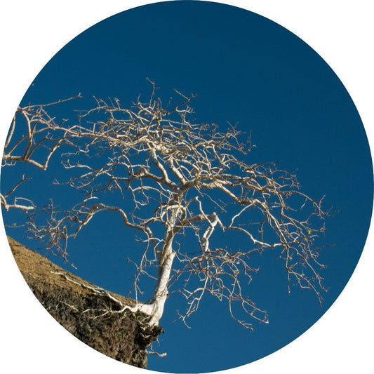 Palo Santo - Essential Oil