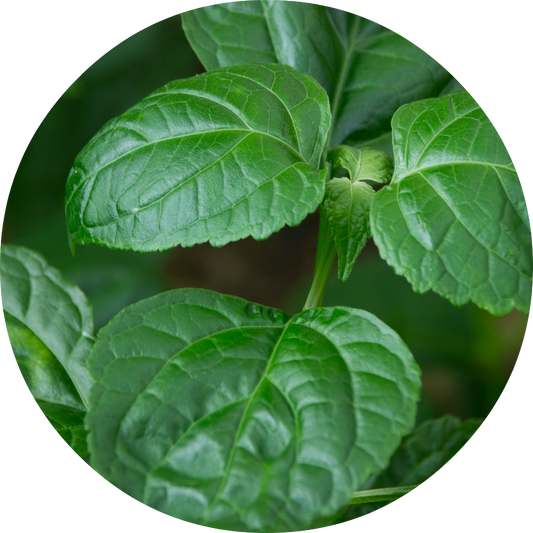 Patchouli - Essential Oil