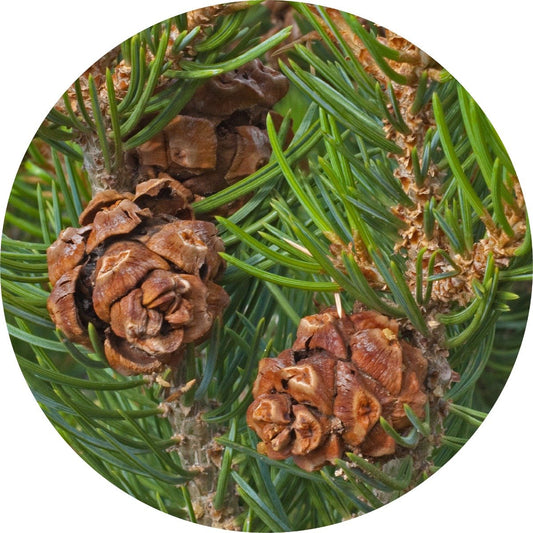 Pine Cone, Piñon - Essential Oil