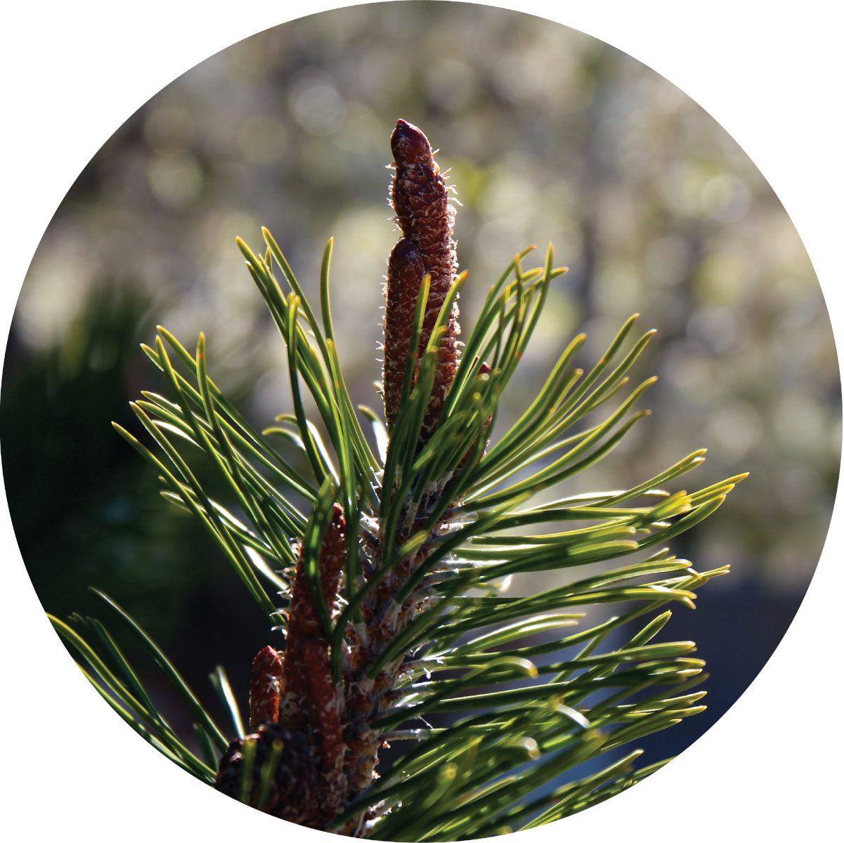 Pine Cone, Ponderosa - Essential Oil