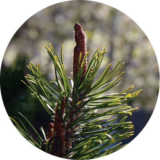 Pine Cone, Ponderosa - Essential Oil