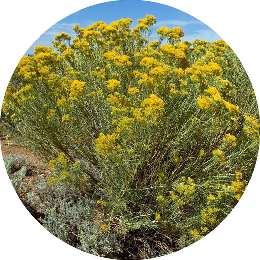 Rabbit Brush - Essential Oil