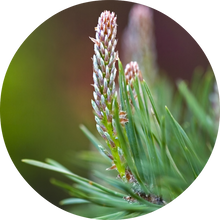 Load image into Gallery viewer, Pine, Red Essential Oil