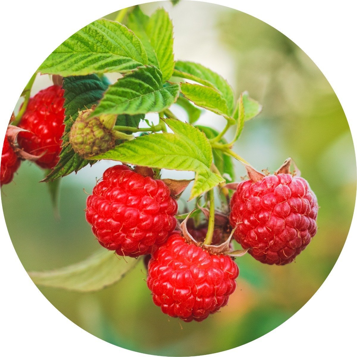 Red Raspberry Seed – Living Libations INT