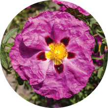 Load image into Gallery viewer, Rockrose Essential Oil