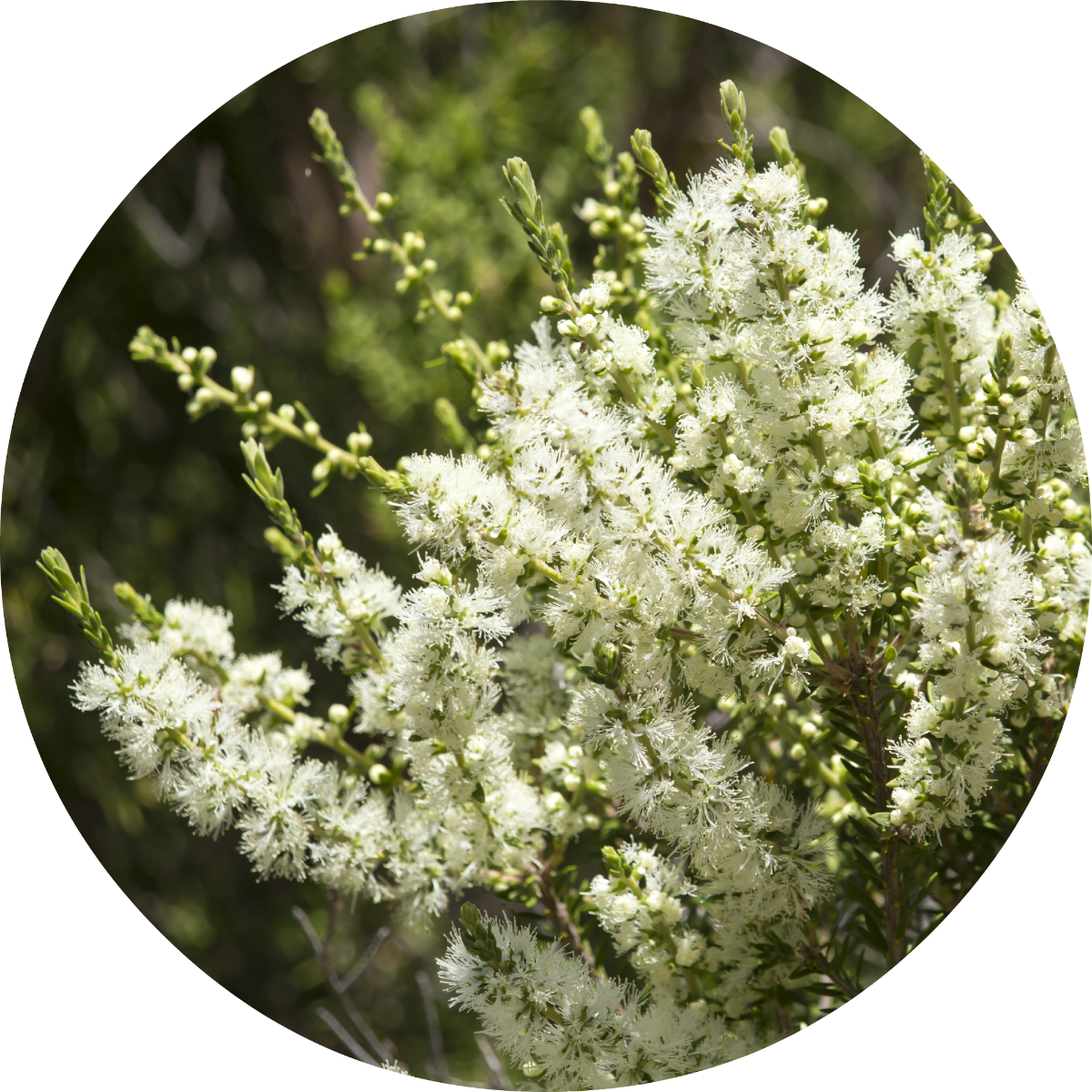 Rosalina - Essential Oil