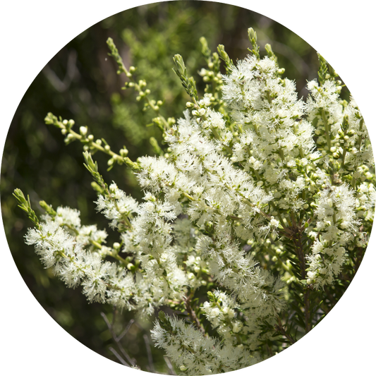 Rosalina - Essential Oil